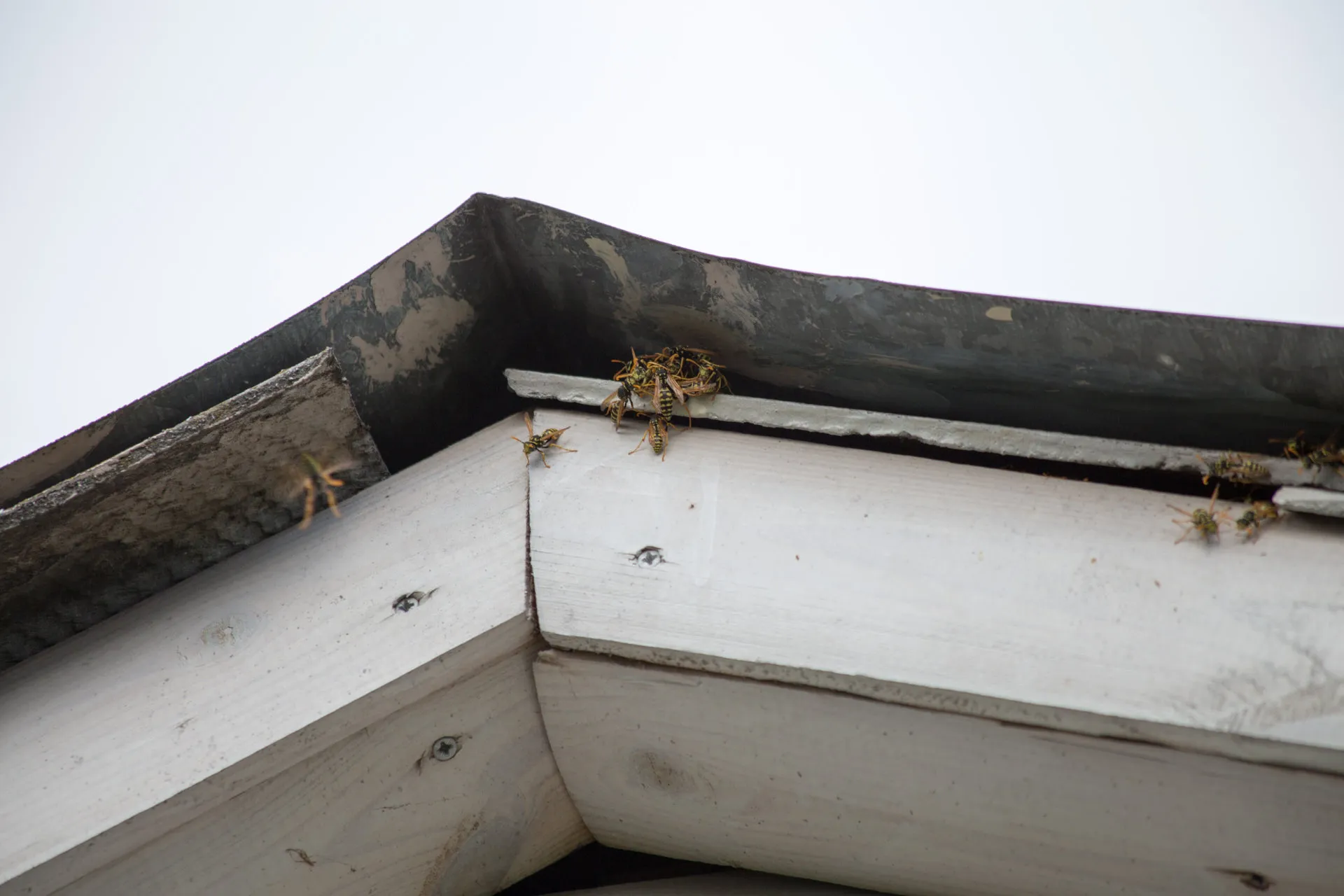 Wasp Nest Control