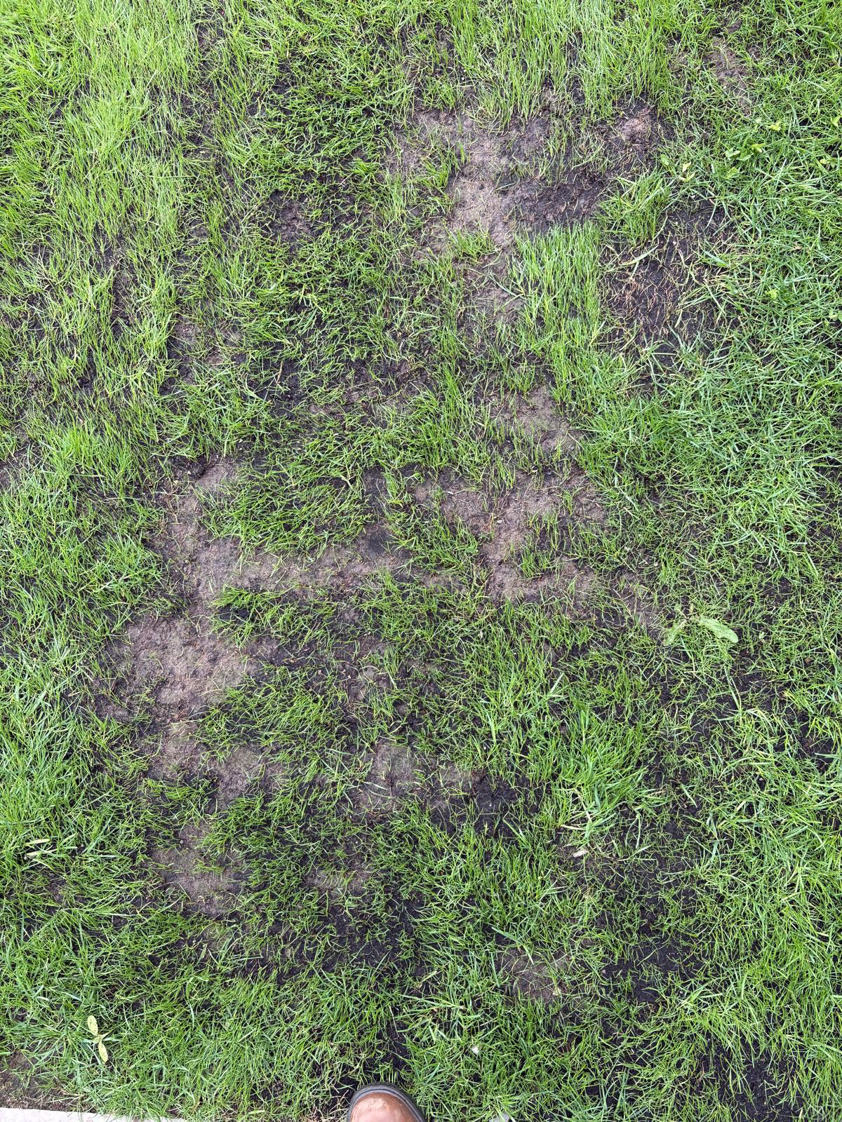 Overseeding - Fill the Gaps thumbnail