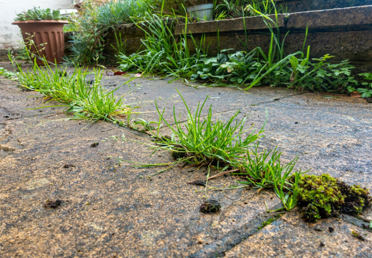 Weed Control
