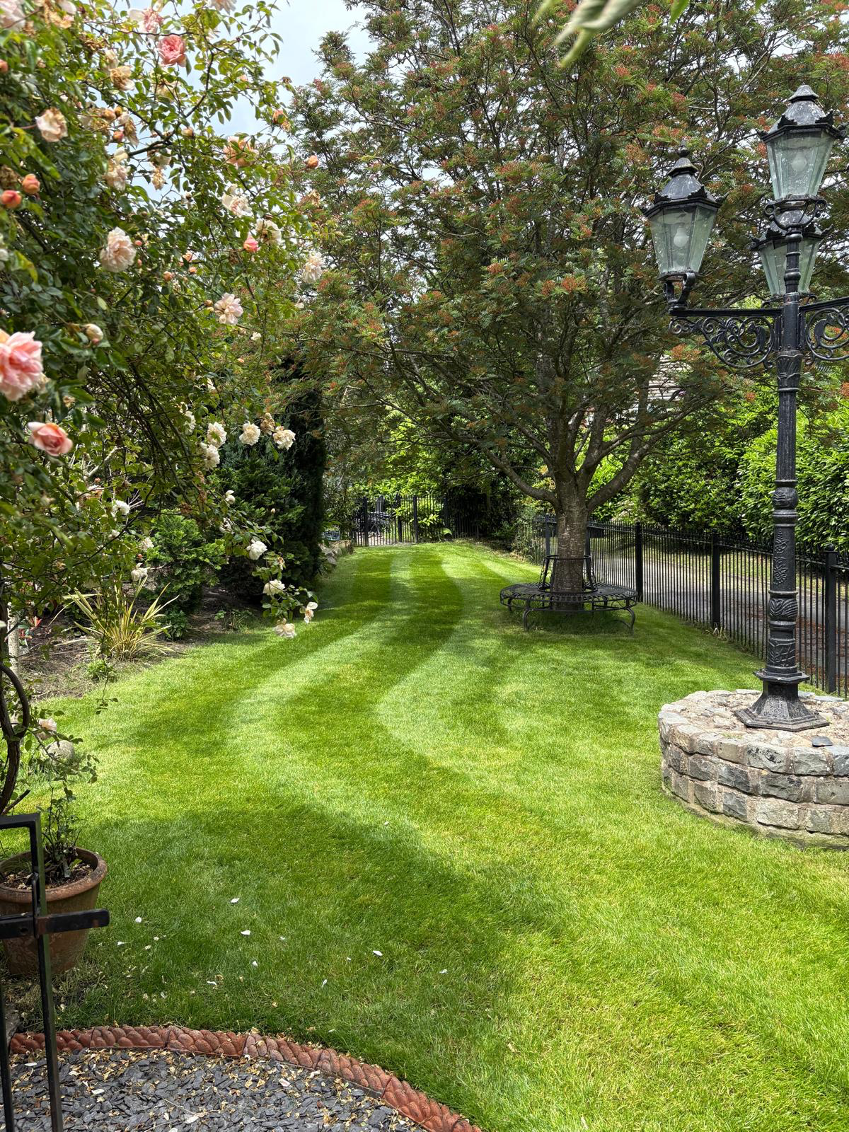 Lawn Renovation